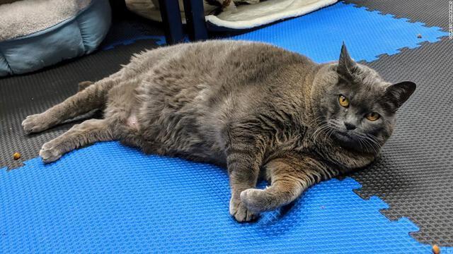 体重１１キロ超の猫 安楽死免れ運動療法 ペットの肥満に警鐘 ニュースで学ぶ 偉人の名言 格言